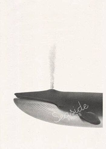 Affiche vie marine baleine - A5 Blanc 5.8x8.2 2