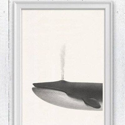 Whale sea life print - White 8x10 (No Hanger)