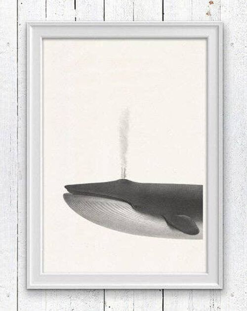 Whale sea life print - White 8x10