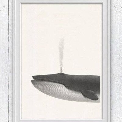 Whale sea life print - White 8x10