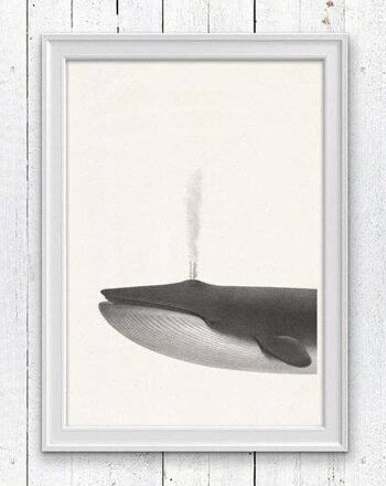 Affiche vie marine baleine - Blanc 8x10 1