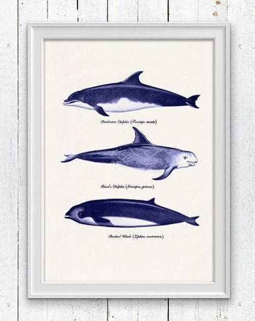 Whales and dolphins - A3 White 11.7x16.5 (No Hanger)
