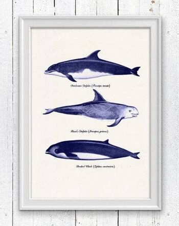 Baleines et dauphins - A3 Blanc 11.7x16.5 (Sans Cintre) 1