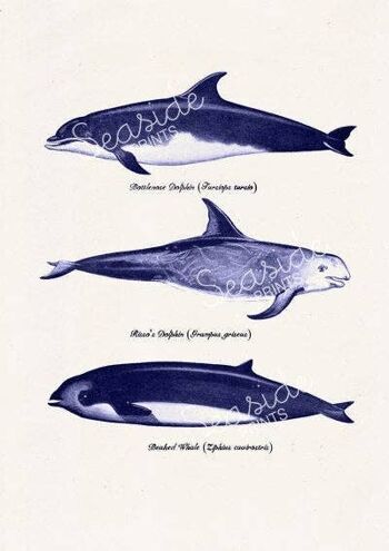 Baleines et dauphins - A3 Blanc 11.7x16.5 (Sans Cintre) 2