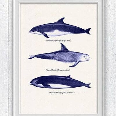 Baleines et dauphins - A4 Blanc 8.2x11.6 (Sans Cintre)