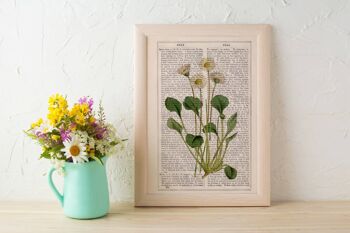 White dasy Impression d'art de la flore sauvage - Page de livre M 6.4x9.6 (No Hanger) 4