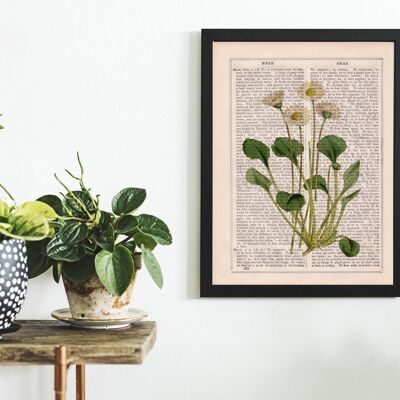 White dasy stampa d'arte di flora selvatica - bianco 8 x 10 (senza gancio)