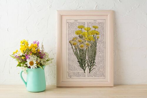 Wild daisy flowers Wall art prints - Book Page L 8.1x12 (No Hanger)