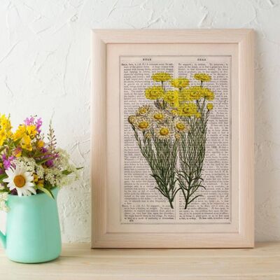 Wilde Gänseblümchen-Blumen Wandkunstdrucke – Buchseite L 8,1 x 12 (ohne Aufhänger)