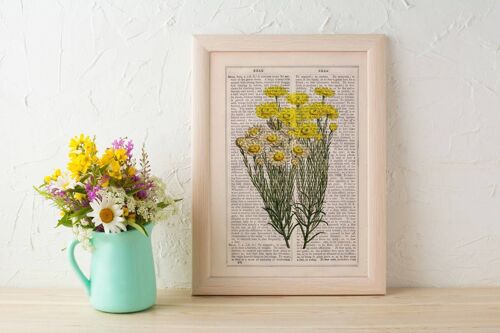 Wild daisy flowers Wall art prints - Book Page M 6.4x9.6 (No Hanger)