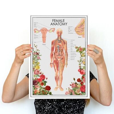 Poster Anatomie der Frau (ohne Aufhänger)