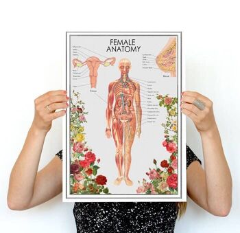 Affiche d'anatomie de la femme (sans cintre) 1
