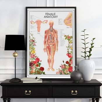 Affiche d'anatomie de la femme (sans cintre) 2