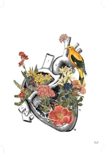 Noël Svg - Cadeau de Noël - Décoration murale Coeur anatomique - Impression de coeur de fleur - Impression d'anatomie de fleur - Illustration d'anatomie - Cadeau - SKA110 - A3 Blanc 11,7 x 16,5 (Pas de cintre) 4