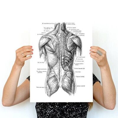 Xmas Svg, Wall art print Dettaglio dei muscoli del busto umano, Parti della colonna vertebrale, Arte anatomica, Arte anatomica, Decorazione artistica da parete, Regalo per medico, SKA165WA4 - A4 White 8.2x11.6 (No Hanger)