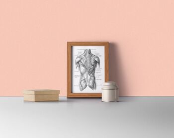 Xmas Svg, Wall art print Human torso muscles detail, Spine parts, Anatomy art, Anatomical art, Wall art decor, Gift for doctor,, SKA165WA4 - A4 White 8.2x11.6 (No Hanger) 2
