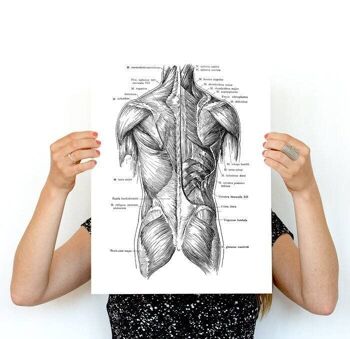 Xmas Svg, Wall art print Human torso muscles detail, Spine parts, Anatomy art, Anatomical art, Wall art decor, Gift for doctor,, SKA165WA4 - A4 White 8.2x11.6 1