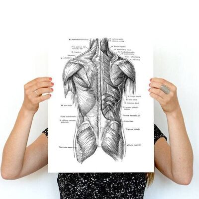 Xmas Svg, Wall art print Human torso muscles detail, Spine parts, Anatomy art, Anatomical art, Wall art decor, Gift for doctor,, SKA165WA4 - White 8x10 (No Hanger)