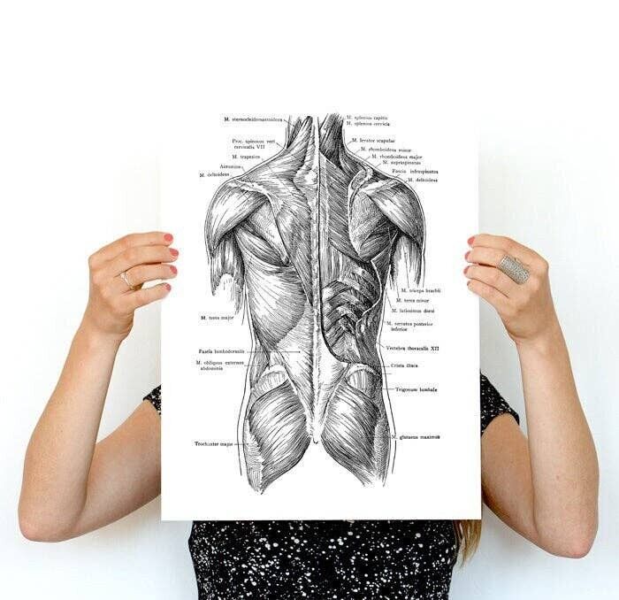 Xmas Svg, Wall Art Print Human Torso Muscles Detail, Spine Parts, Anatomy Art, Anatomical Art, Wall Art Decor, Gift for Doctor,,, SKA165WA4 - A3 White 11.7x16.5 (No Hanger)