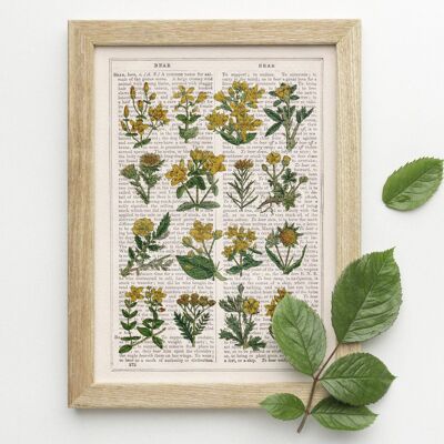 Sammlung gelber Wildblumen - Buchseite L 8,1 x 12 (ohne Aufhänger)