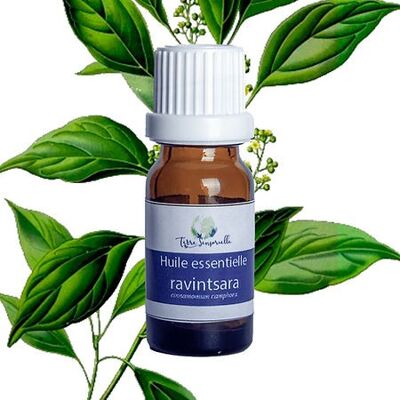 Ravintsara essential oil