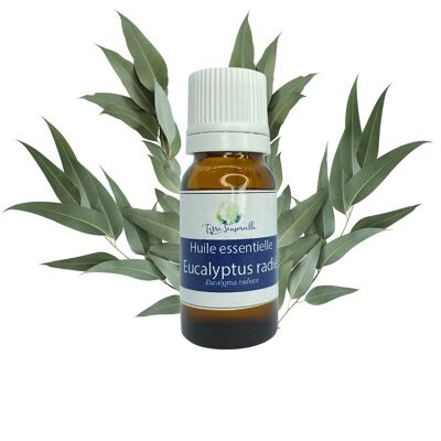 Aceite esencial de eucalipto radiata