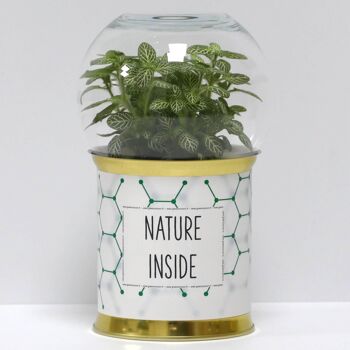 Terrariums - Pack "C" (nouvelle composition) 3