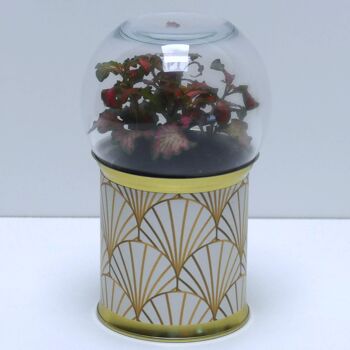 Terrariums - Pack "B" (nouvelle composition) 5