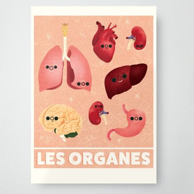 Collections: Organs