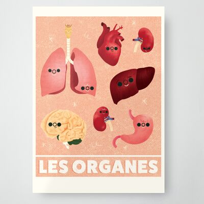 Collections : Organes