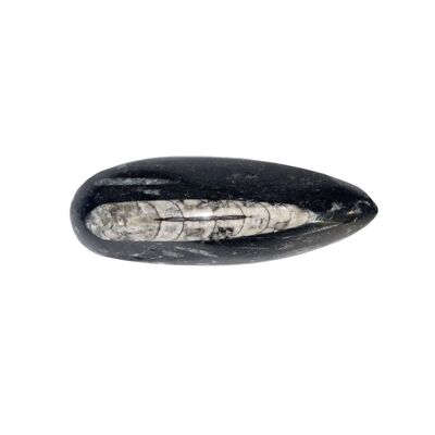 Orthoceras - Raw stone - Size 10 to 14 cm