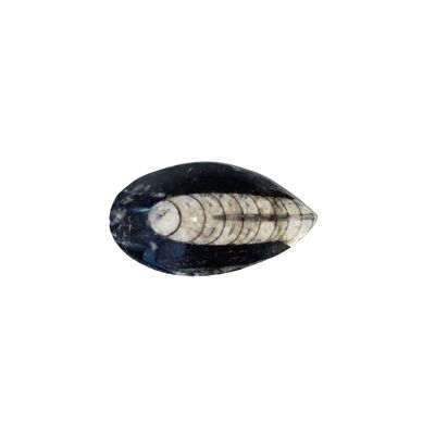 Orthoceras - Piedra en bruto - Tamaño 6 a 10 cm