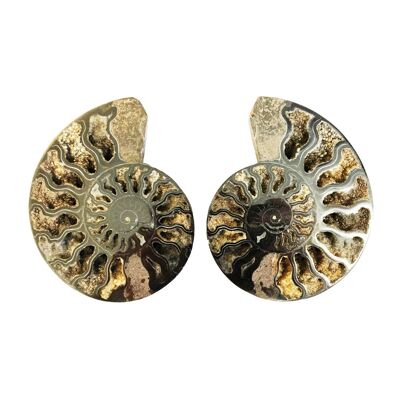 Pair of Ammonites 10cm - MCAMI10