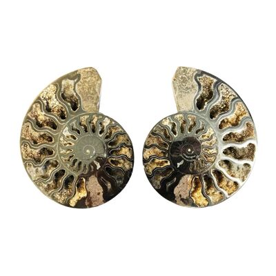 Paire d'Ammonite 10cm - MCAMI10