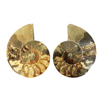 Pair of Ammonites 14cm - MCAMI14