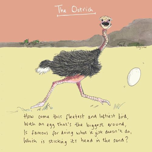 Ostrich' Greetings Card