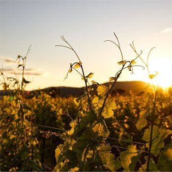 rose | Frizzante | Sec | Lambrusco di Sorbara DOP 2