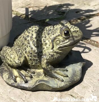 ENSEMBLE DE 3 grenouilles excentriques sur des supports de pot de plante de conception de nénuphar, ornement de jardin de nouveauté 3