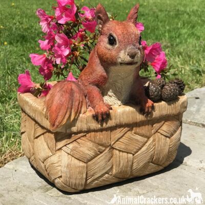 Cheeky Squirrel in Basket, fioriera da giardino in resina o decorazione, una grande novità regalo per gli amanti dello scoiattolo