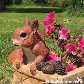 Cheeky Squirrel in Basket, jardinière ou décoration de jardin en résine, un excellent cadeau pour les amoureux des écureuils 2