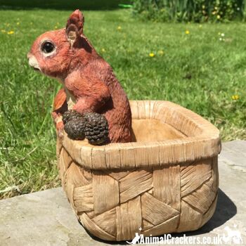 Cheeky Squirrel in Basket, jardinière ou décoration de jardin en résine, un excellent cadeau pour les amoureux des écureuils 5