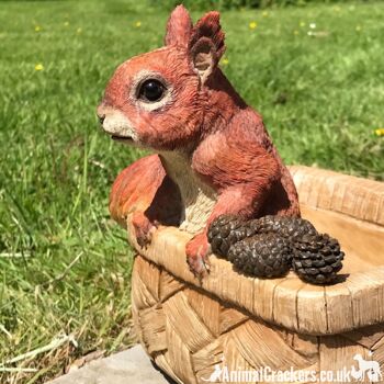 Cheeky Squirrel in Basket, jardinière ou décoration de jardin en résine, un excellent cadeau pour les amoureux des écureuils 6