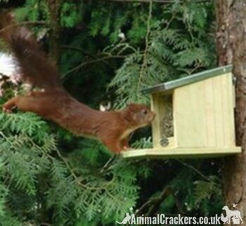 Mangeoire pour écureuils en bois massif avec toit en tôle rabattable, suspension robuste et facile, excellent cadeau pour les amoureux des écureuils 3