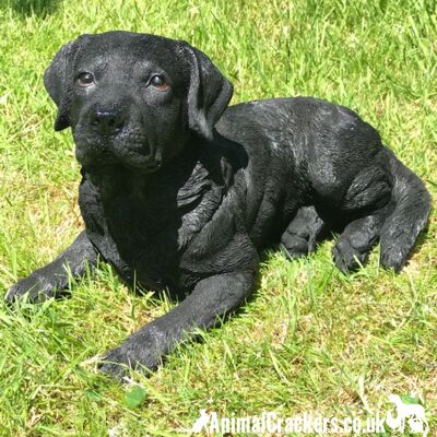 Gran (38 cm x 24 cm) peso pesado Black Labrador adorno de jardín o memorial