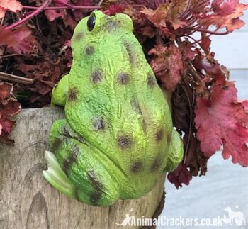 Grenouille POT PAL cintre nouveauté résine jardin ornement décoration crapaud amant cadeau 3