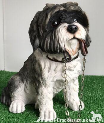 Grande figurine d'ornement Shih Tzu Gris 17cm qualité gamme walkies Leonardo, en boite 5