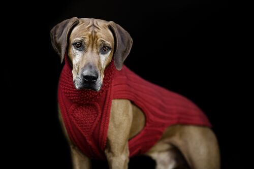 Hunde Pullover - Classy rot