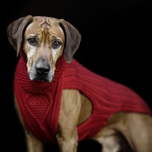 Pull pour chien - rouge chic