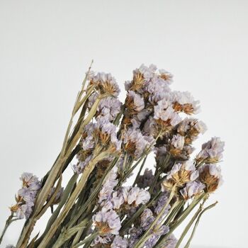 Statice sinuata naturel lilas - Fleurs séchées 6