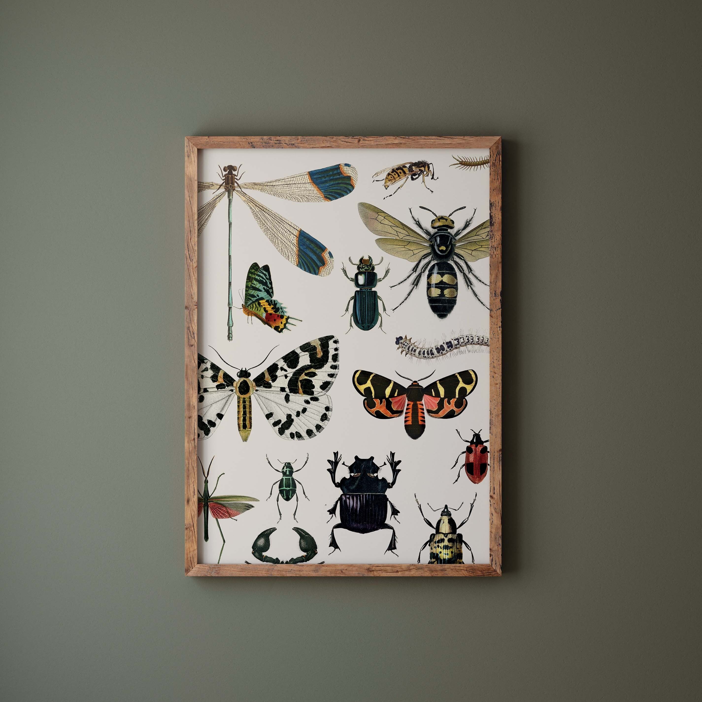 Curious Boards - Insects